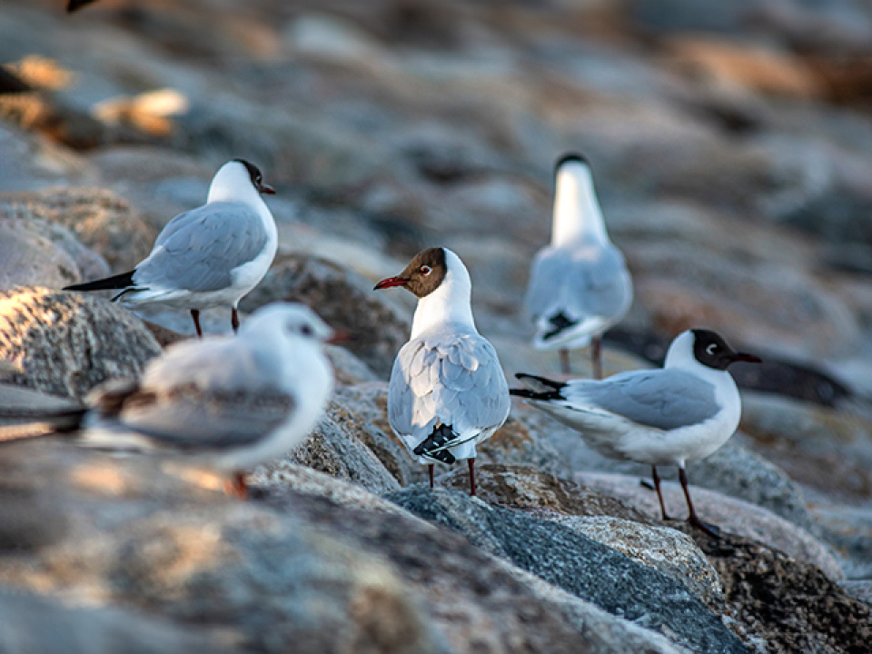 Gaviota reidora - Gaivota chorona