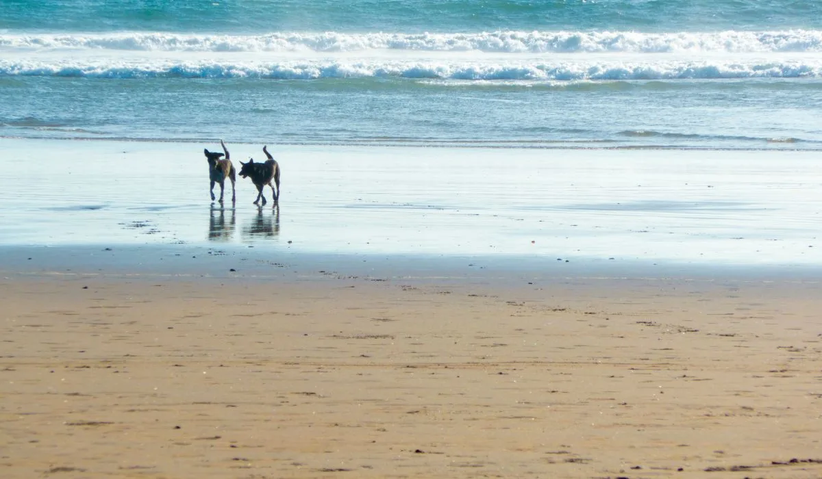 Dos perros corren sueltos por la orilla de una playa con olas rompiendo detrás