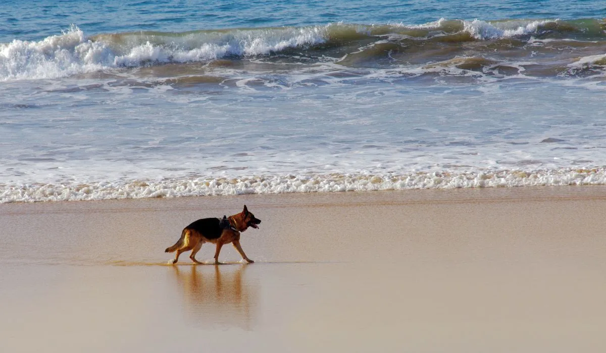 Perro pastor alemán caminando solo por la orilla de una playa de la Mariña, con olas rompiendo al fondo