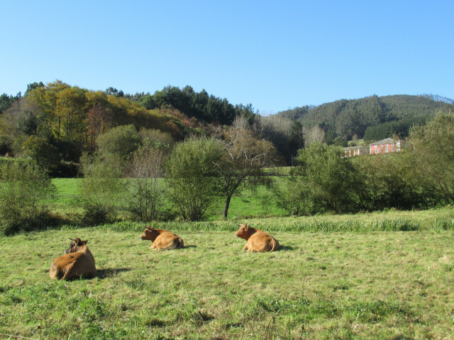 san rosendo camino y ruta vacas pastando